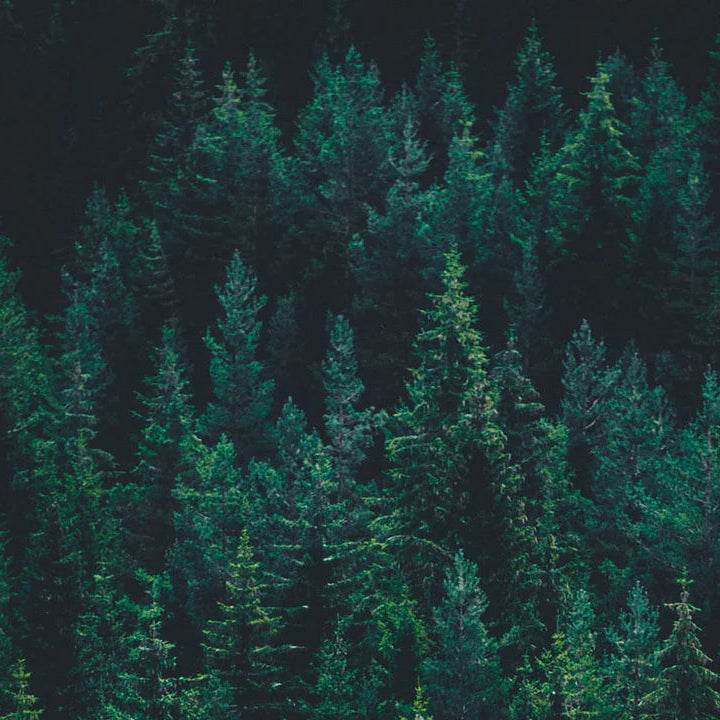 A dense forest of tall evergreen trees in deep green and dark teal tones, filling the entire frame.